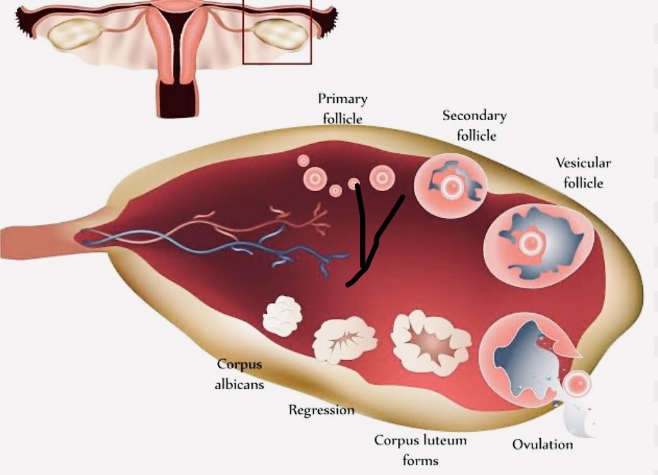 OVARIAN FOLLICLES AND ITS ROLE IN INFERTILITY